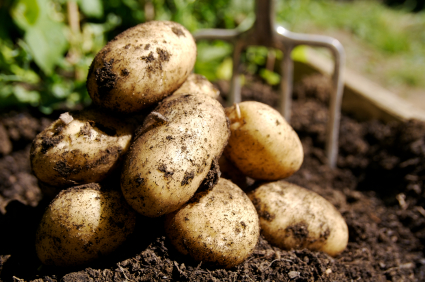 GM Vegetables To Act As Edible Vaccines